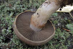 36011835_m.jpg