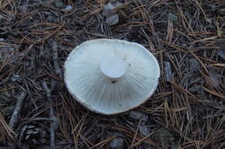 36011886_m.jpg