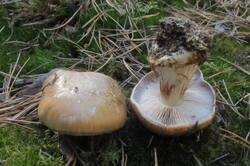 36011927_m.jpg