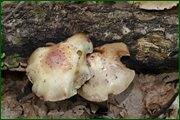 0_c1e1d_8fda4016_orig.jpg