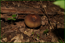 0_e6547_298587dd_orig.png