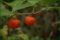 0_ef95a_61d460a1_orig.jpg