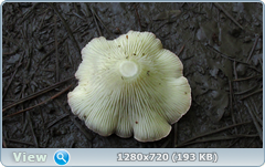 0_10b0d5_5baca988_orig.png