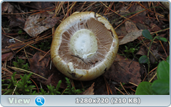 0_10b119_245eb684_orig.png