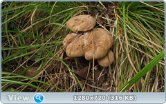 0_11223a_fb473a7f_orig.png