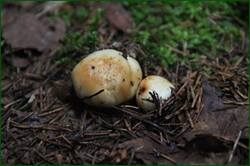 0_1282a1_39c04b02_orig.jpg