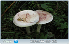 0_112119_fadaa438_orig.png