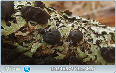 0_137615_e6f01cd4_orig.png
