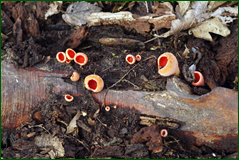 0_1073d6_86d1c147_orig.png