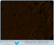 0_11e50c_72e3df51_orig.png