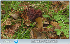 0_127659_f77ccef3_orig.png
