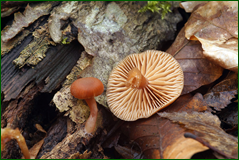 0_106bbd_3b1ad420_orig.png