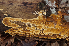 0_104dc7_bbc80463_orig.png