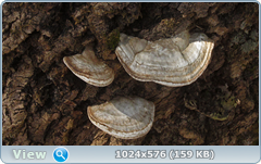 0_1375db_8943fef7_orig.png