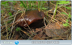 0_106578_698a6ae1_orig.png