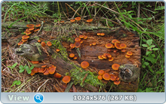 0_118978_36280561_orig.png