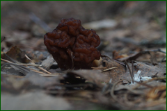 0_e3086_f0d8aac6_orig.png
