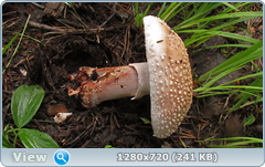 0_10968c_c2acd74f_orig.png
