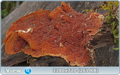 0_11502e_e618cb20_orig.png