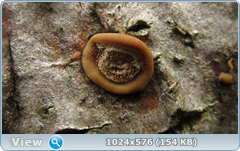 0_12771d_54c0033_orig.png