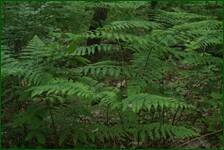 0_fc6e3_c5b8de40_orig.jpg
