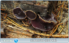 0_105971_f487caff_orig.png