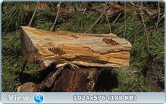 0_1375ff_44e47721_orig.png