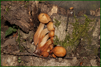 0_e6180_be5949e3_orig.png