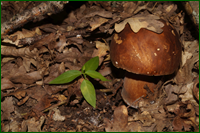 0_e61c6_ada611_orig.png