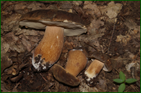 0_e6258_50088e34_orig.png