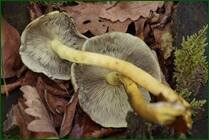 0_ef7f3_166a8c19_orig.jpg