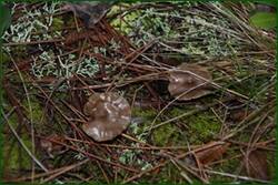 0_f21e1_e968c742_orig.jpg