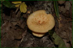 0_e444b_a573bcec_orig.png