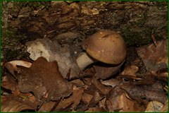 0_e44bd_85d80d97_orig.png