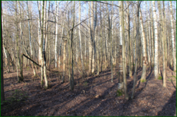 0_11cfb5_8110f39_orig.png