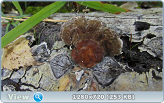 0_1133ac_cfbc84bf_orig.png