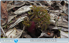 0_103ce3_a0826f48_orig.png
