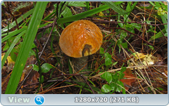 0_110554_2745f32d_orig.png