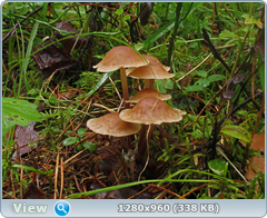 0_10b1a0_be5d7820_orig.png