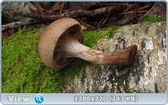0_10b590_5e8d7b88_orig.png