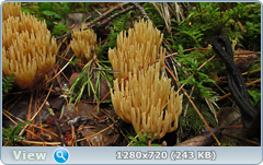 0_10b5ae_600c0d43_orig.png