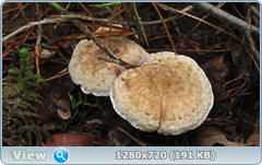 0_10b5f5_8634254_orig.png