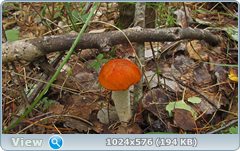 0_12b638_719f7aac_orig.png