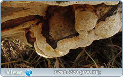 0_10385b_3776dcf8_orig.png