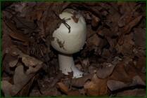 0_ef807_18848561_orig.jpg