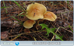 0_10af08_8c442a25_orig.png