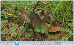 0_10f2cd_e0850b37_orig.png