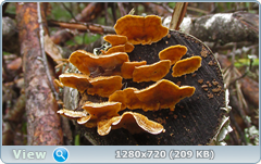 0_1141d8_5c21be61_orig.png