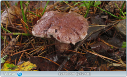 0_11068f_a13f6406_orig.png