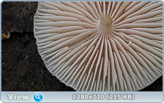 0_11334a_3dba2a39_orig.png